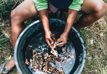 Herbs benefit well enough from organic farming