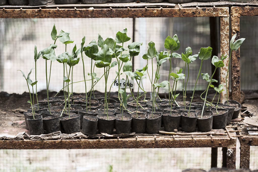 Biodynamic farming takes into consideration all aspects of the ecosystem to optimize fertility and soil productivity