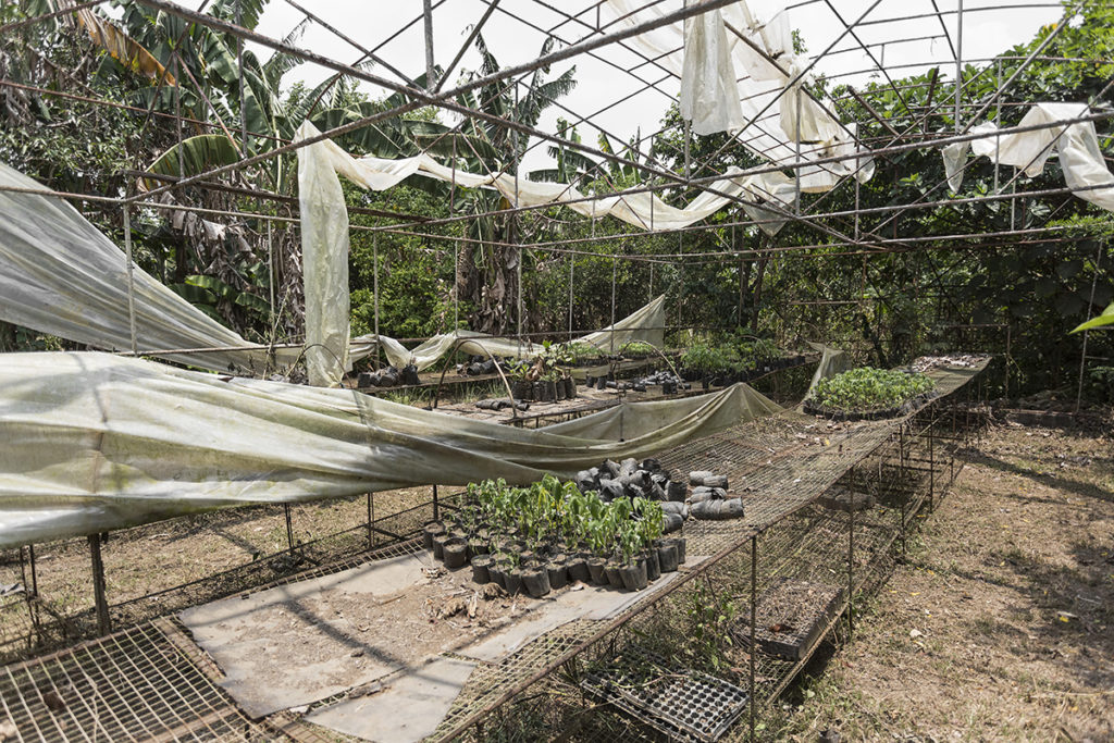 The numerous patches in Holy Carabao Farms in Santa Rosa yield carrots, beets, lettuce, tomatoes, herbs, and more