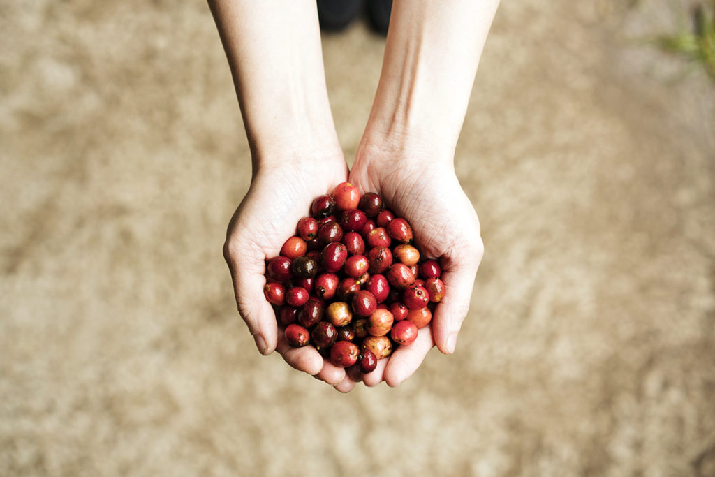 Freshly picked coffee cherries
