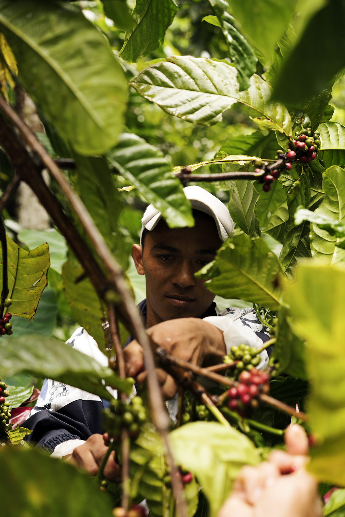Coffee cherries ready for picking