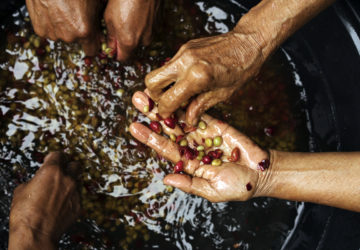 Forest-harvested coffee is delicious, with a lot of positive feedback from graders, roasters, and consumers