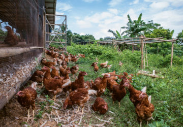 A flock of brown chickens from batangas free range chicken