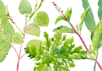 For Filipinos, herbs are not mere gugulayin or sahog sa laoya but more importantly, they are halamang gamut or potent vegetal presence that heals
