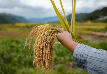 Are heirloom rice commercialization and cultural preservation compatible? We trek up the Cordilleras to tackle the situation