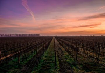 Unless steps will be taken to significantly reduce ozone emissions, this trend of ozone-induced crop reduction is bound to continue until 2030