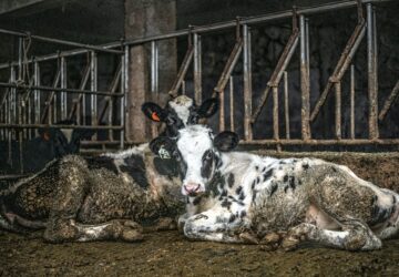 The question of animal pain is a strong case but it’s certainly not strong enough to compete with the pleasures of eating meat