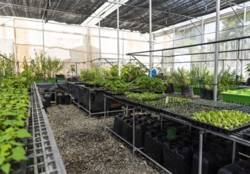 Urban farming enables you to enjoy fresh produce all-year-round and also just as much as you need daily