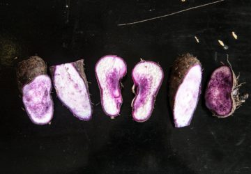 A stark perspective on the future of ubi, Bohol’s most prized produce