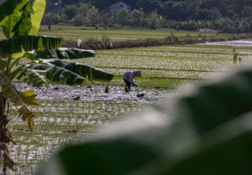Here’s everything you need to know about the Rice Tariffication Law or Republic Act 11203