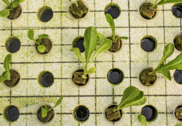 Aquaponics solves the two main problems posed by aquaculture and hydroponic systems