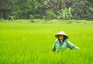 Climate smart agriculture increases resilience against climate change