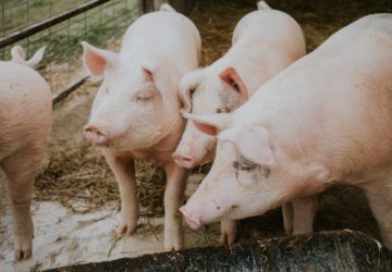 The Department of Agriculture is pushing to stop the importation of pork from areas affected by African swine fever