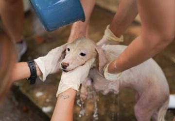 With a pet-friendly work environment, you’re not only doing something good for animals in need, you’re also creating better work environments