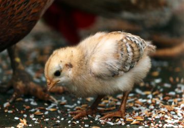 The highly pathogenic H5N6 avian influenza has been found in a farm in Nueva Ecija after a reported increase in deaths of 1,500 quails