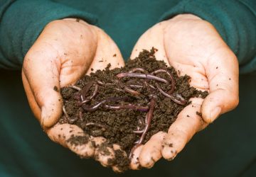 By practicing composting, businesses can manage waste better as well as potentially lower waste disposal and hauling costs