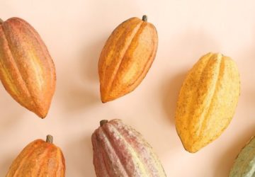 Auro Chocolate penetrating Europe not only introduces Philippine cacao to reputable markets but also strengthens Filipino farmers’ pride