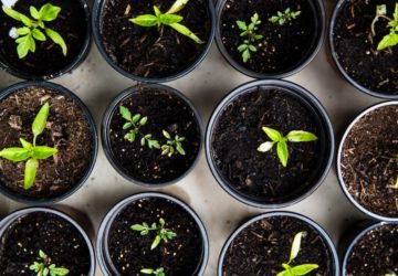 Growing your own vegetable garden can turn things around for you and your business