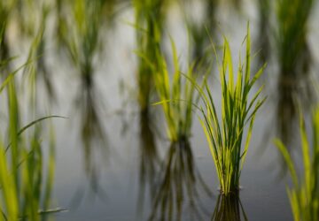 heat-resistant rice seed