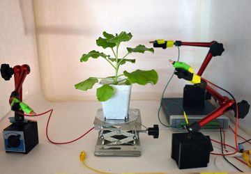 The age of robo-plants? Electrodes attached on the surface of a tobacco plant at a laboratory in Singapore, as scientists develop a high-tech system for communicating with vegetation