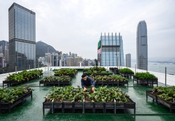 More than 60 farms have sprouted across Hong Kong since 2015