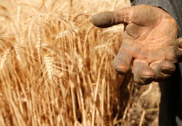 Food prices file photo: A farmer shows his hand as he harvests wheat on Qalyub farm in the El-Kalubia governorate, northeast of Cairo, Egypt