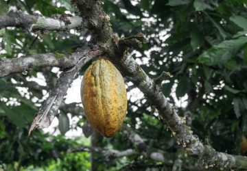 Called Elix, the cacao drink launches first in Europe where the EU's food safety agency has backed claims that a substance in the fruit called flavanols is beneficial to blood circulation