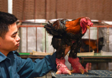 This photo taken on January 10, 2023 shows poultry farmer Le Van Hien looking at a Dong Tao chicken at his farm in Hung Yen province