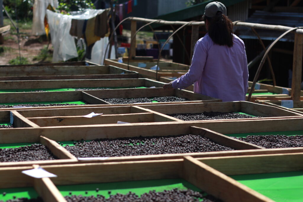 Drying out the cherries under the sun