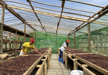 The farmers of Sitio San Roque in Bukidnon leave cherries to dry out in the sunlight for days, before removing its layers to reveal the beans underneath