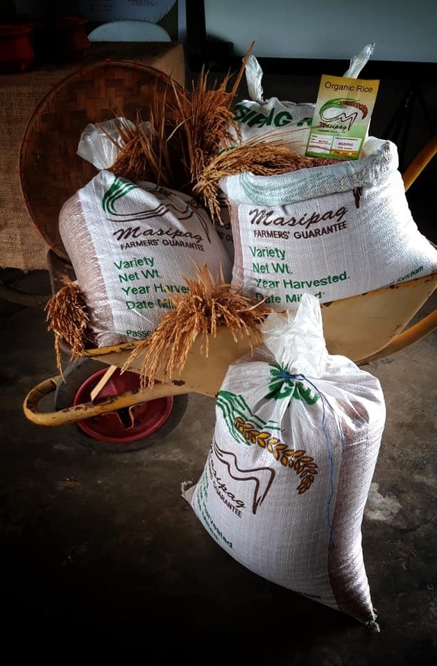 According to Masipag, there were originally over 4,000 traditional rice varieties in the Philippines that have been erased by modern agriculture